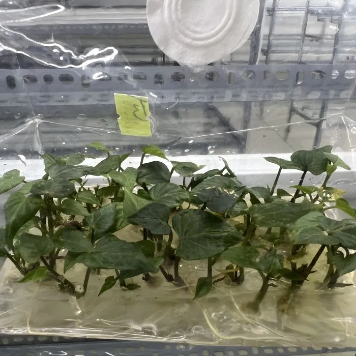 Khoai lang Nhật cấy mô