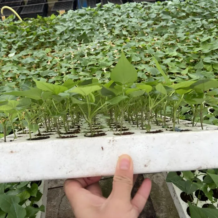 Khoai lang Nhật nuôi cấy mô