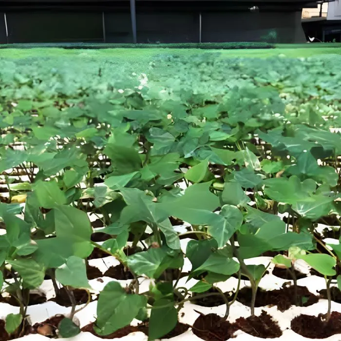 Khoai lang Nhật cấy mô tại Vigen