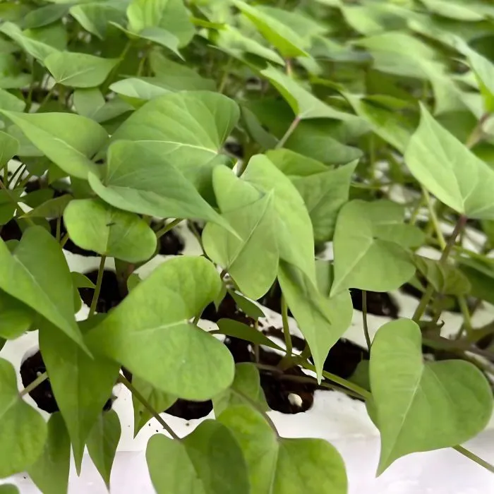 Khoai Lang Nhật Cấy Mô