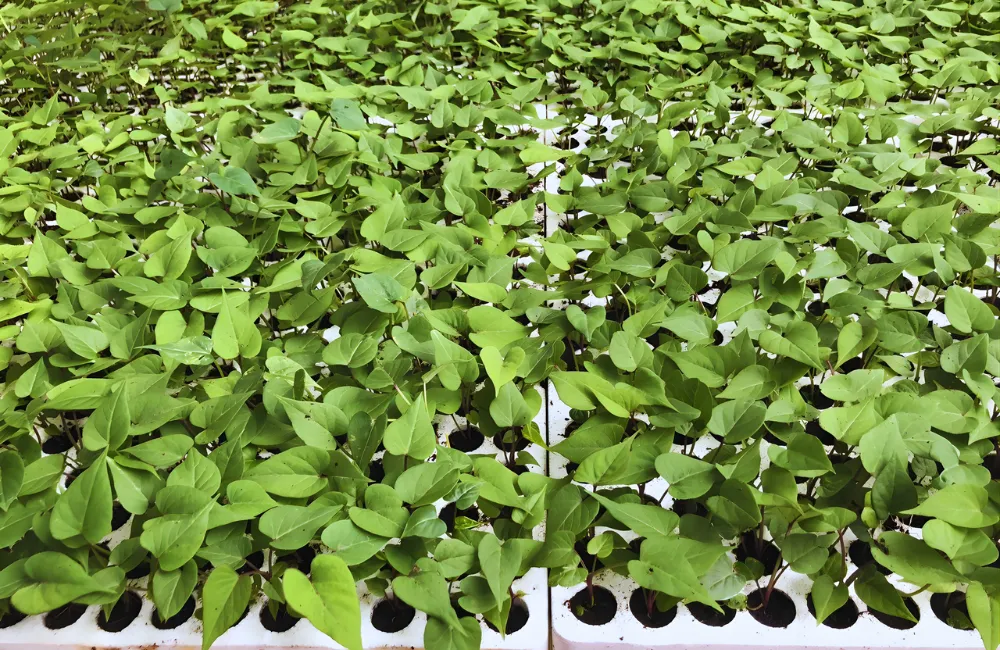 khoai lang Nhật cấy mô