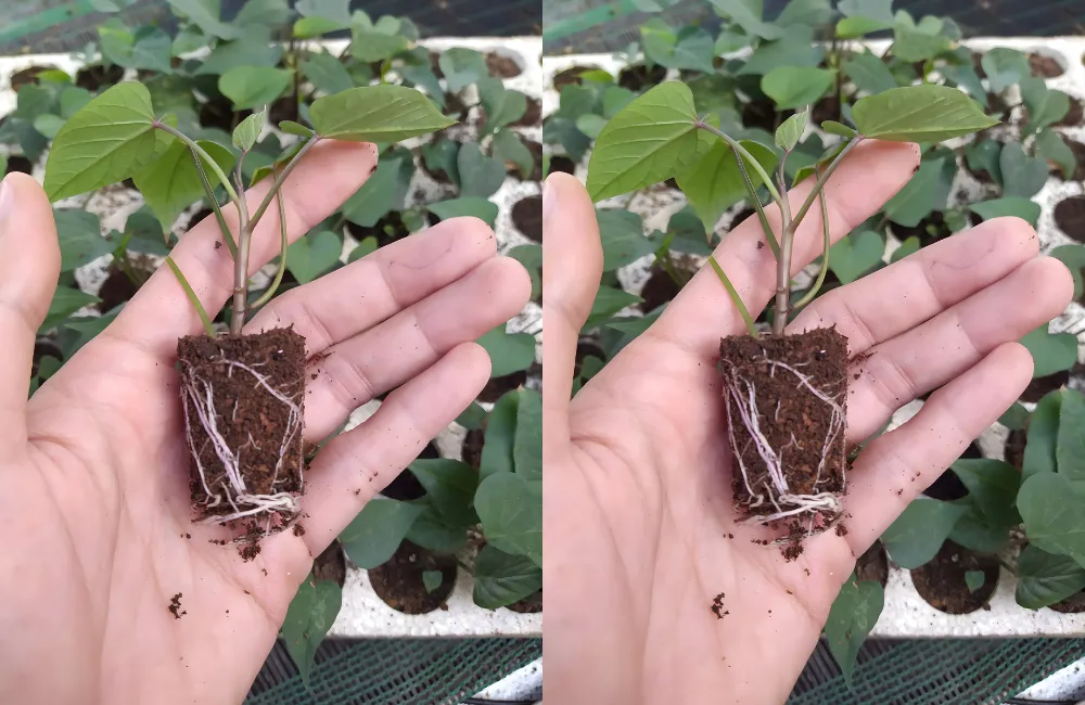 Lợi ích khi trồng khoai lang Nhật cấy mô