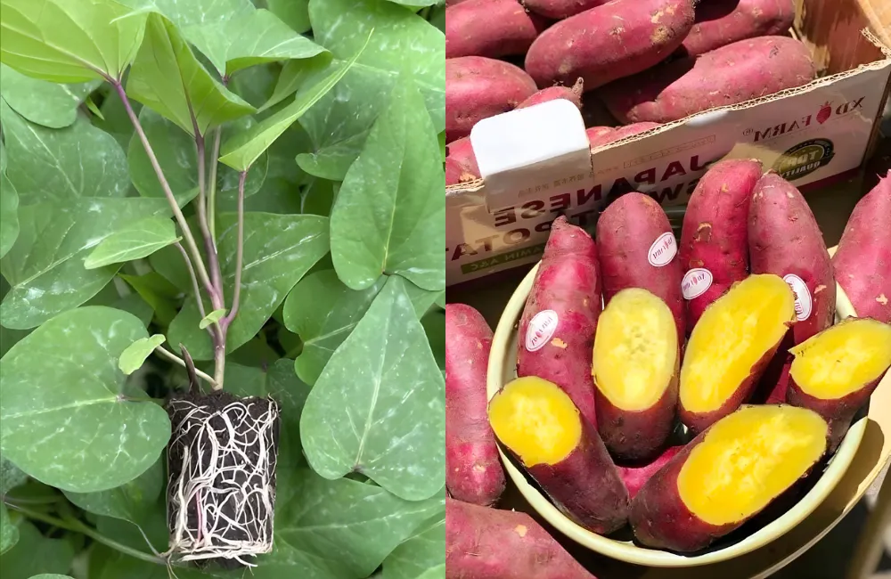 Thị trường và giá trị dinh dưỡng của khoai lang nhật cấy mô