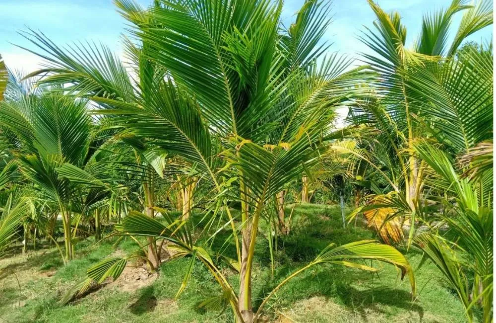 Mật độ và khoảng cách trồng dừa sáp