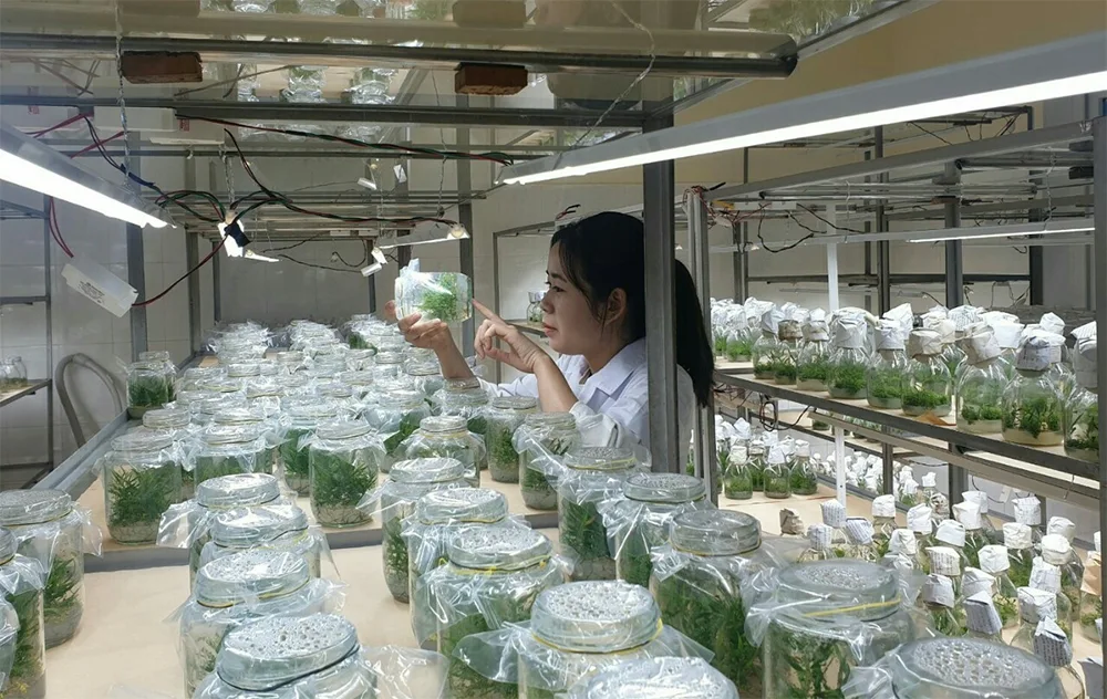 Khử trùng chồi chuối sáp bằng phương pháp vô trùng nhiều giai đoạn nhằm loại bỏ vi sinh vật nội sinh