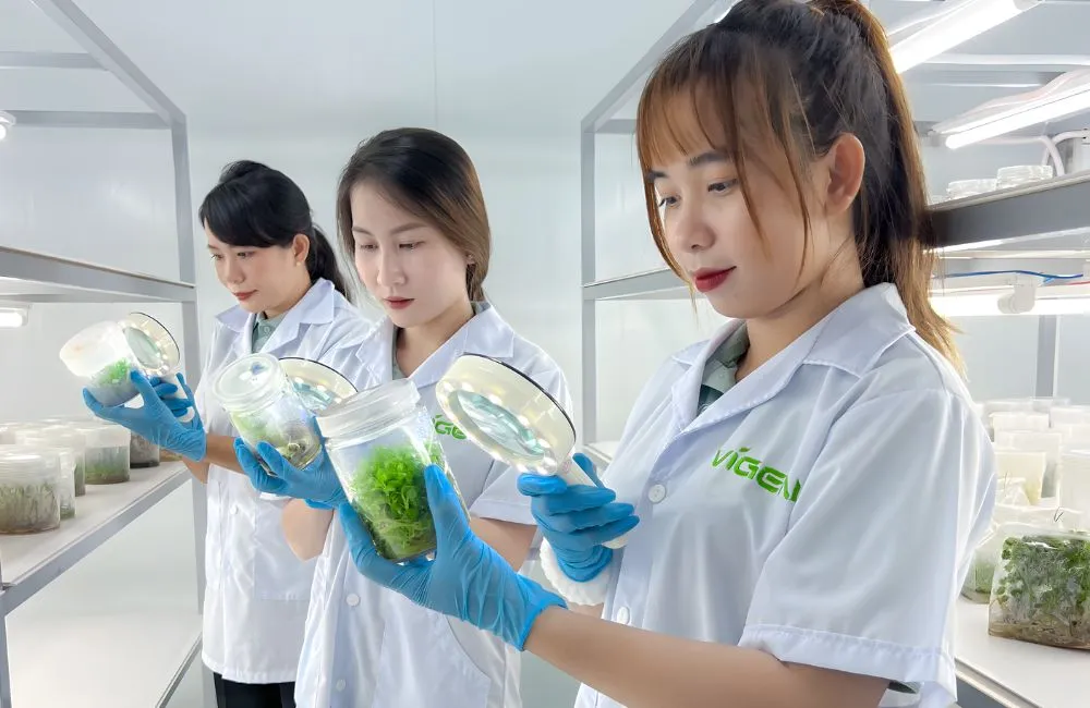 Vigen kiểm soát vi sinh cây giống