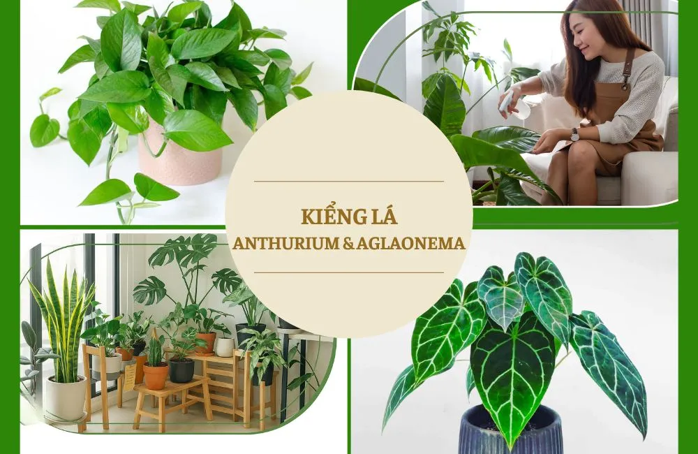 Kiểng lá Anthurium và Aglaonema
