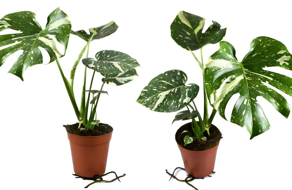 Kiểng lá Monstera Thai Constellation