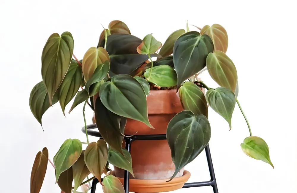 Kiểng lá Philodendron Micans