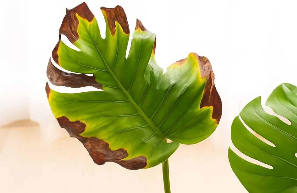 Kiểng lá bị cháy lá: nguyên nhân và cách xử lý 