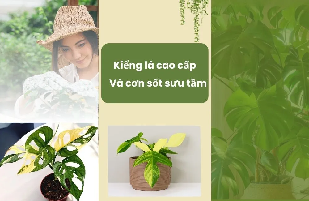Kiểng lá cao cấp và xu hướng sưu tầm