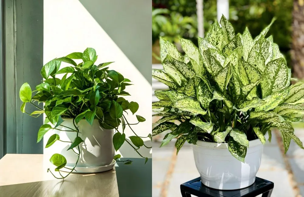 Kiểng lá hợp mệnh Kim