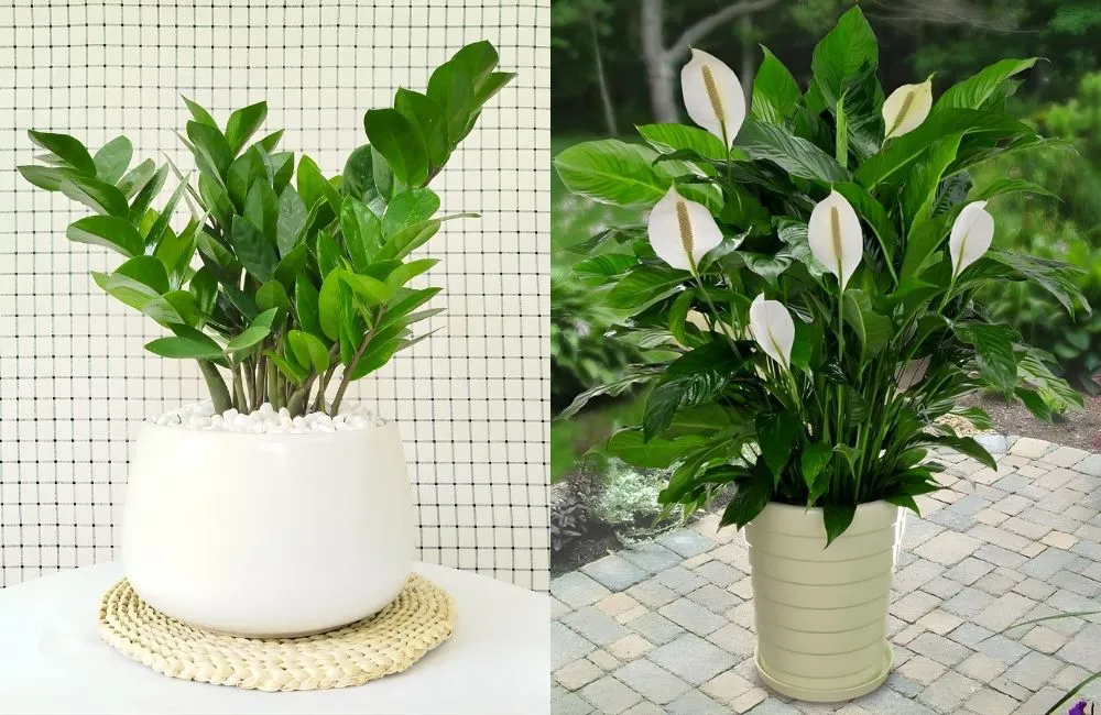 Kiểng lá hợp mệnh Thủy