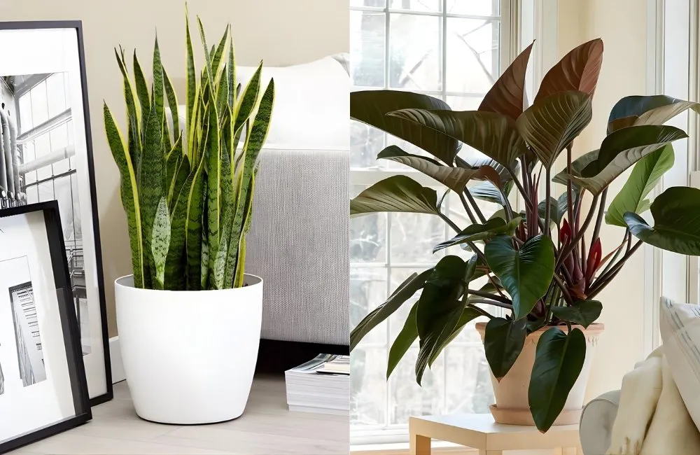 Kiểng lá hợp mệnh Thổ