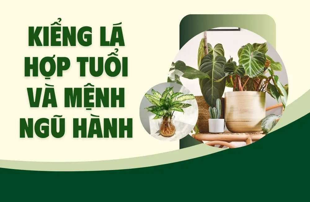 Kiểng lá hợp tuổi và mệnh ngũ hành