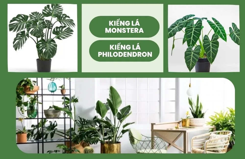 Kiểng lá Monstera và Philodendron