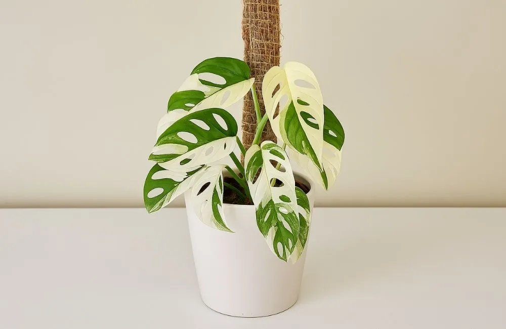 Kiểng lá nhập khẩu indonesia 