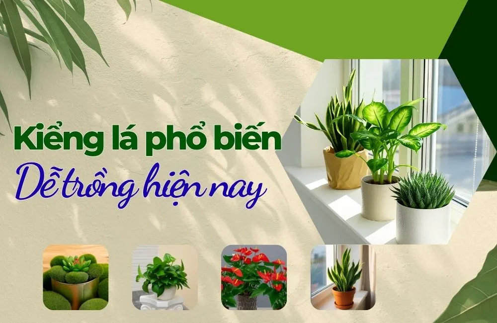 Các loại kiểng lá phổ biến dễ trồng