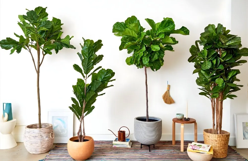 Ý nghĩa năng lượng của kiểng lá