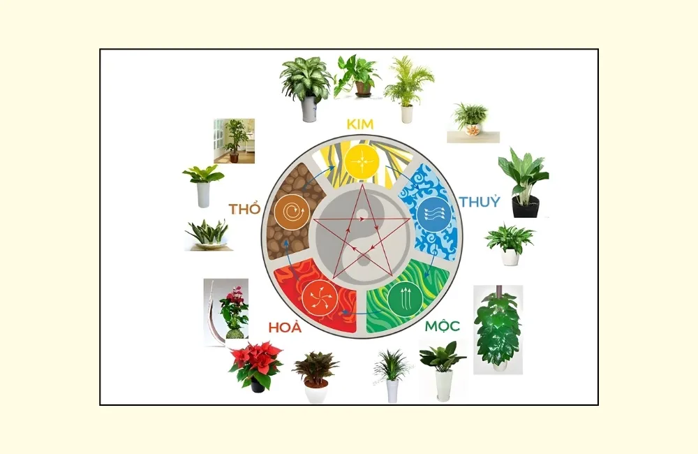 Chọn cây kiểng theo mệnh ngũ hành