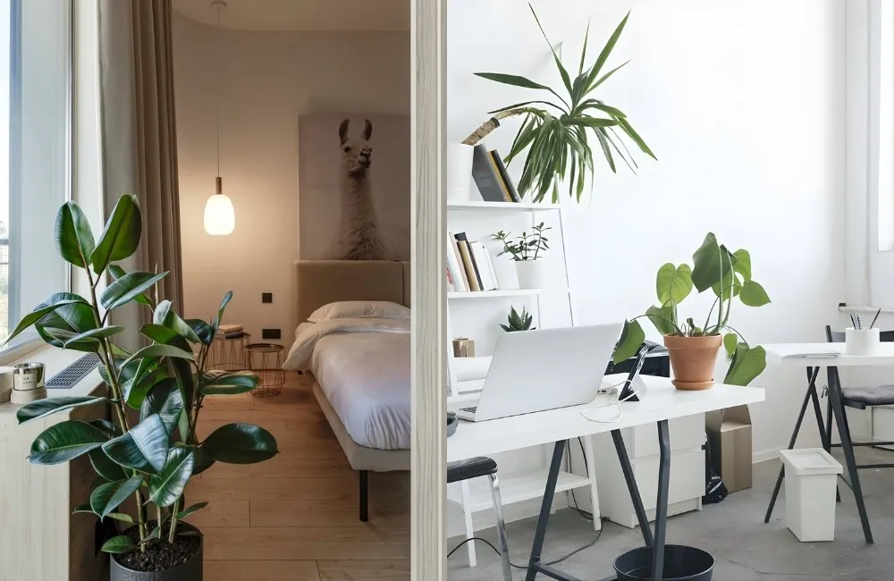 Bố trí kiểng lá phong thủy và năng lượng xanh trong nhà