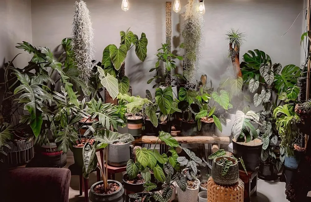 Kiểng lá & xu hướng sống xanh hiện đại năm 2026