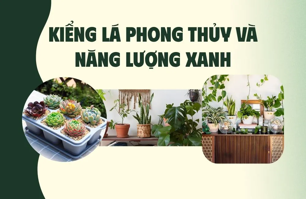 kiểng lá phong thuỷ và năng lượng xanh