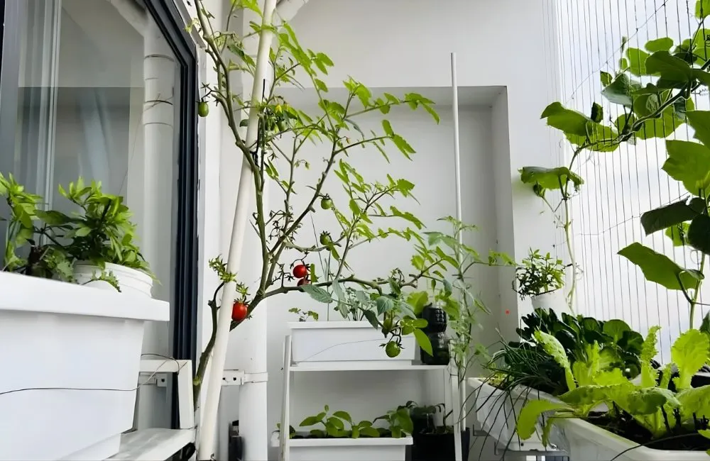 Setup góc cây kiểng lá trong căn hộ nhỏ