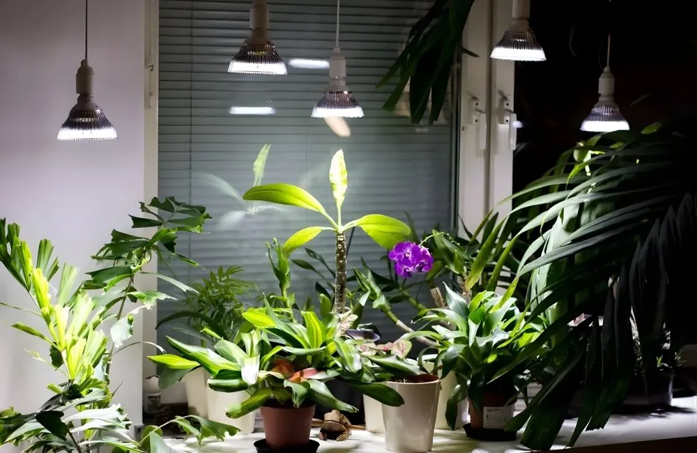 Kiểng lá & ánh sáng nhân tạo trong không gian kín