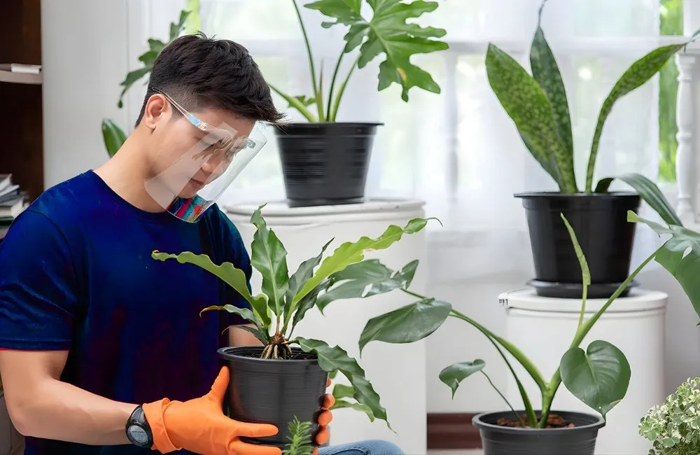 Chăm cây kiểng lá cho dân văn phòng