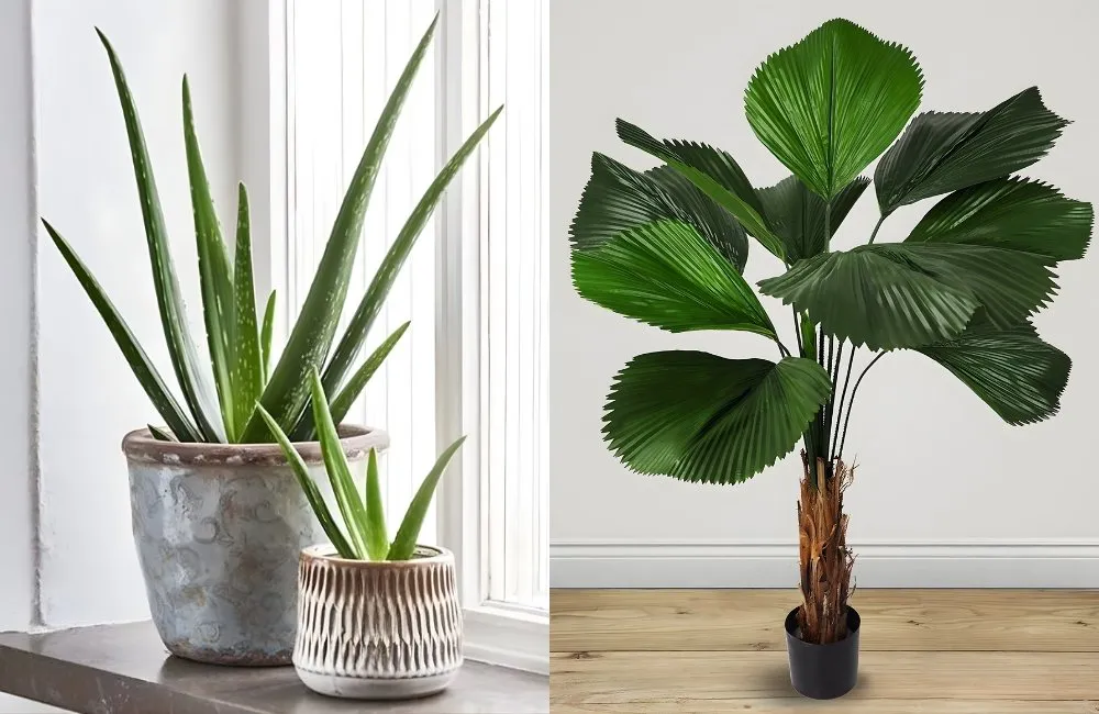 10 loại kiểng lá giúp thanh lọc năng lượng