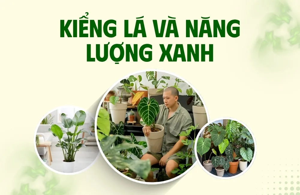 kiểng lá và năng lượng xanh