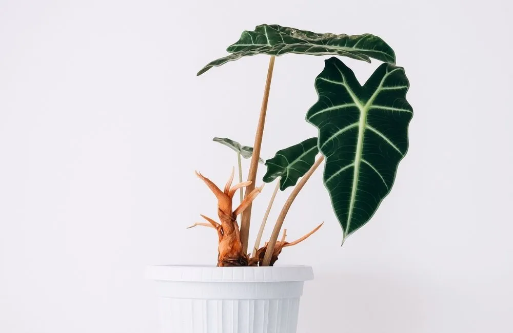 Kiểng lá xuất khẩu