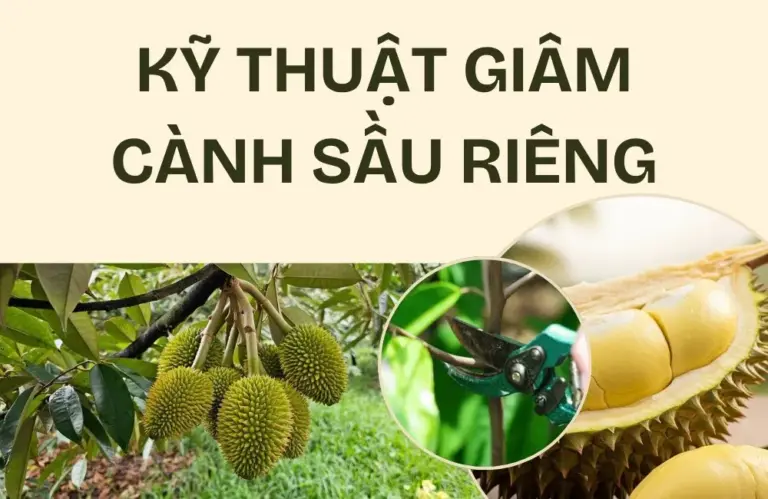 Kỹ thuật giâm cành sầu riêng thành công ngay tại vườn