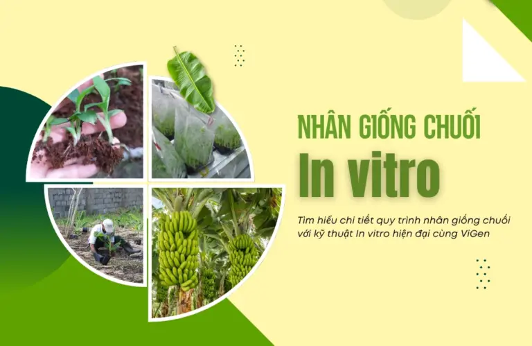 Kỹ thuật nhân giống chuối in vitro: Bí quyết để có giống cây sạch bệnh, khỏe mạnh và năng suất cao