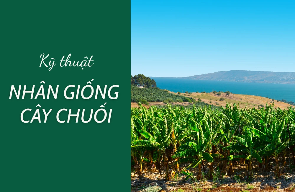 Để đảm bảo năng suất và chất lượng, lựa chọn kỹ thuật nhân giống chuối phù hợp là yếu tố then chốt cho người trồng.