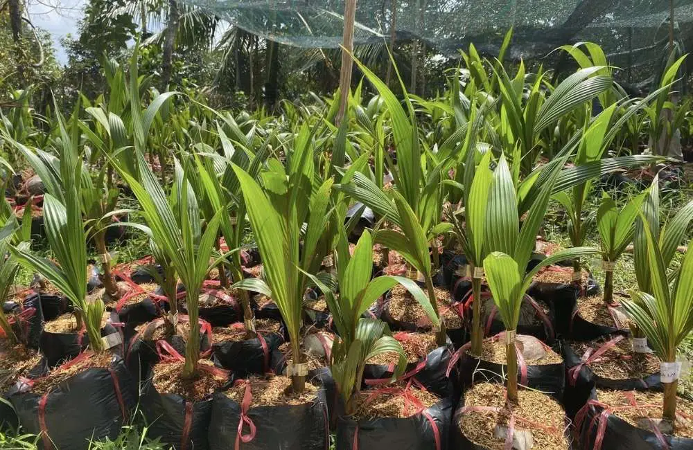 Kỹ thuật nhân giống dừa sáp truyền thống