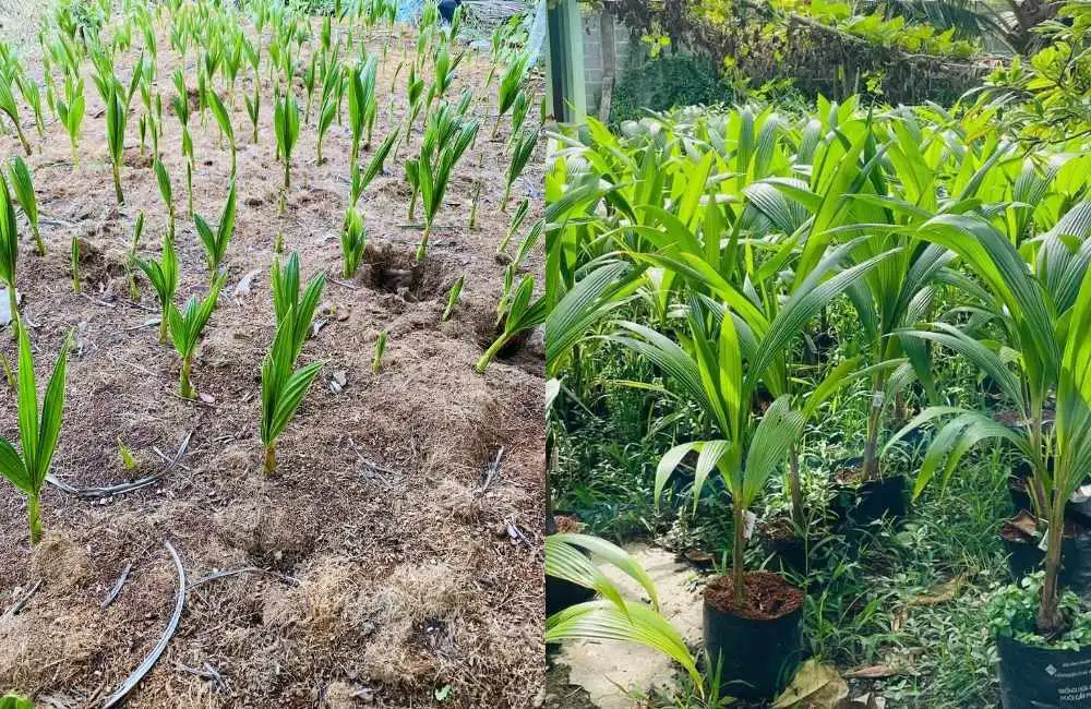 Kỹ thuật nhân giống dừa sáp hiện đại