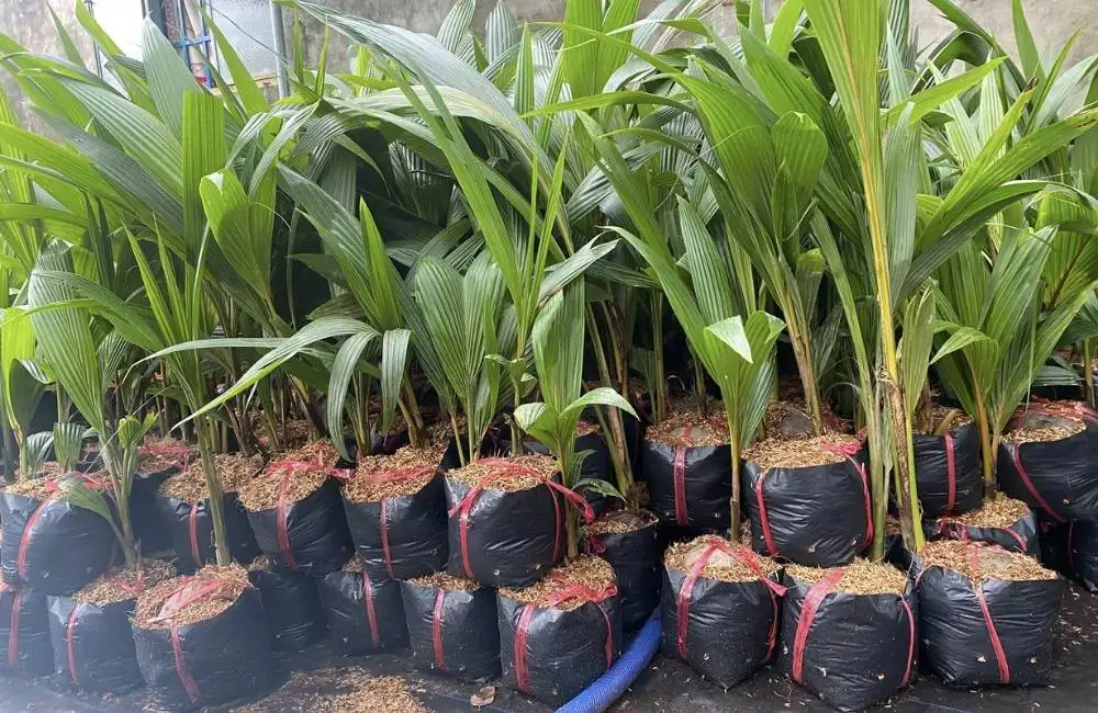 Nuôi cấy phôi soma dừa sáp