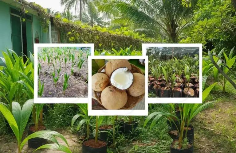 Kỹ thuật nhân giống dừa sáp hiện đại và hiệu quả hiện nay