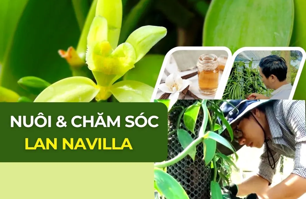 Kỹ thuật nuôi và chăm sóc Vanilla