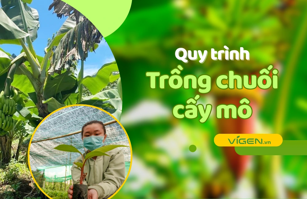 Mô hình trồng chuối cấy mô hiện đại với quy trình kỹ thuật tiên tiến, giúp nông dân kiểm soát năng suất và chất lượng hiệu quả hơn so với phương pháp truyền thống