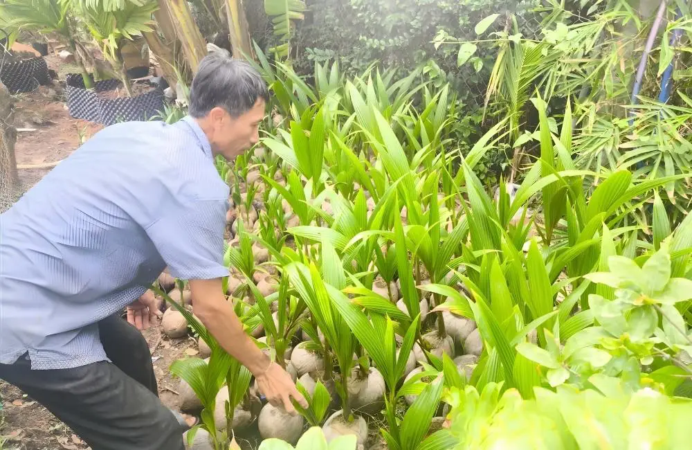 Chuẩn bị giống dừa sáp