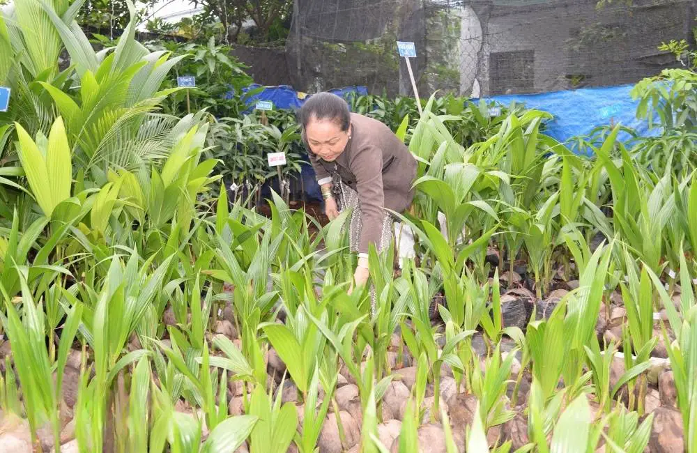 Chuẩn bị đất trồng dừa sáp