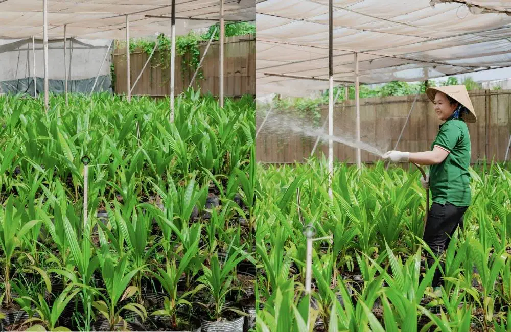 Kỹ thuật trồng dừa sáp