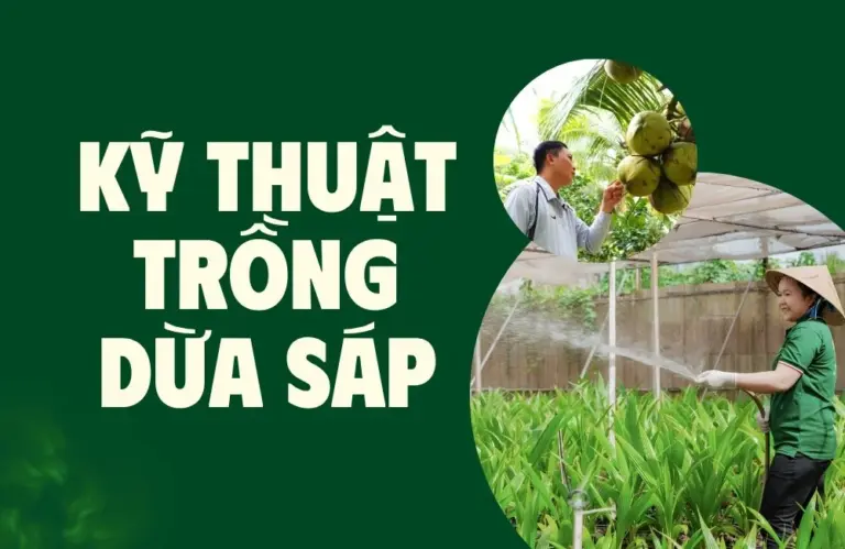 Hướng dẫn kỹ thuật trồng dừa sáp chi tiết mới nhất 2026