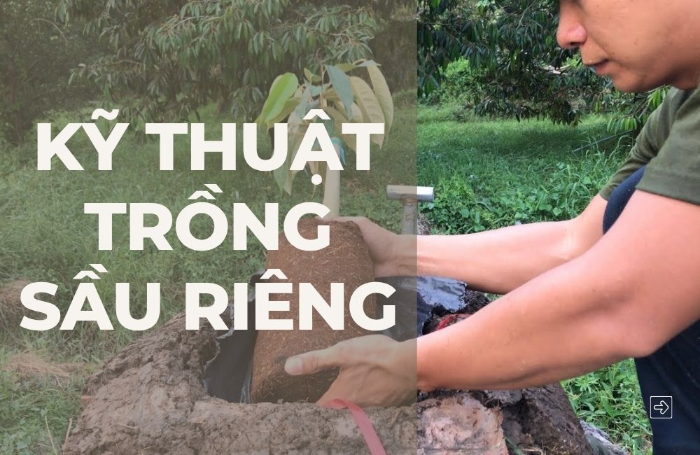 kỹ thuật trồng sầu riêng