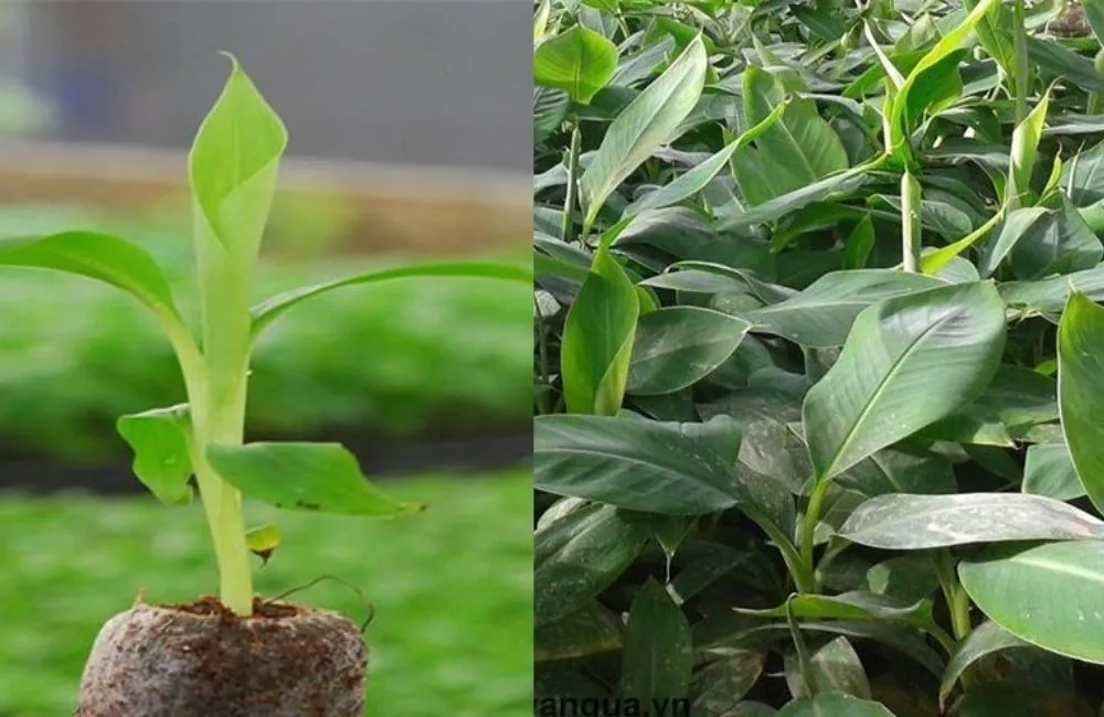 Cách chọn giống chuối