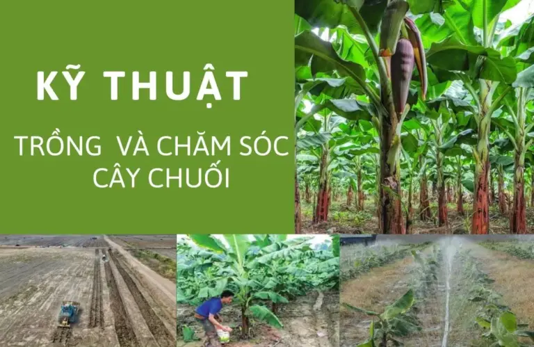 Kỹ thuật trồng và chăm sóc cây chuối: Mật độ, bón phân, tưới tiêu