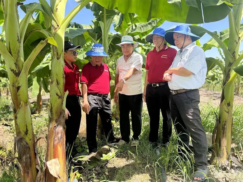 Người nông dân chăm sóc vườn chuối cấy mô bằng kỹ thuật tốt nhất - Đảm bảo cây phát triển đồng đều và năng suất cao.